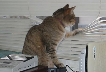 el gato espía nunca pierde de vista a su presa